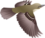 Southwestern Willow Flycatcher flying