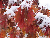 Fall snow on oak leaves