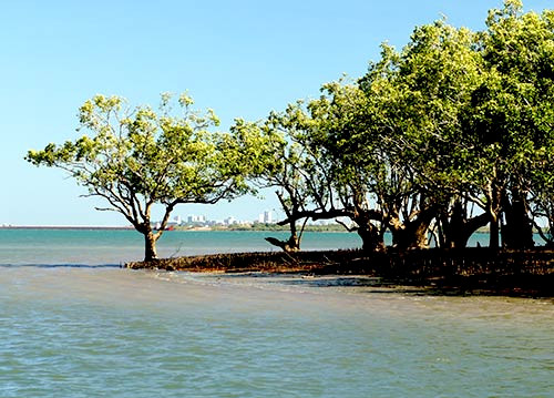 City through mangroves