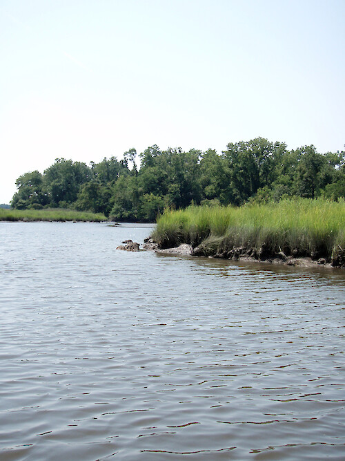 twists and turns through forest and salt marsh within the National Estuarine Research Reserve