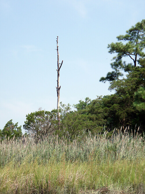 This lone dead tree stands out above the shorter growth forest as a backdrop to Spartina marsh within the Monie Bay National Estuarine Research Reserve