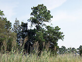 pines such as these are found as a backdrop to Spartina marsh within the Monie Bay National Estuarine Research Reserve