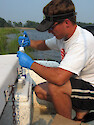 David Needham adds formalin to sample bacteria and viruses in a tributary of Monie Bay, National Estuarine Research Reserve