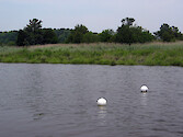 buoys marking oyster biological indicators at Monie Creek, a tributary of Monie Bay, National Estuarine Research Reserve