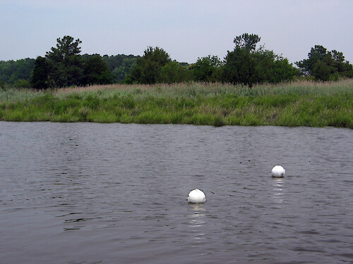 buoys marking oyster biological indicators at Monie Creek, a tributary of Monie Bay, National Estuarine Research Reserve