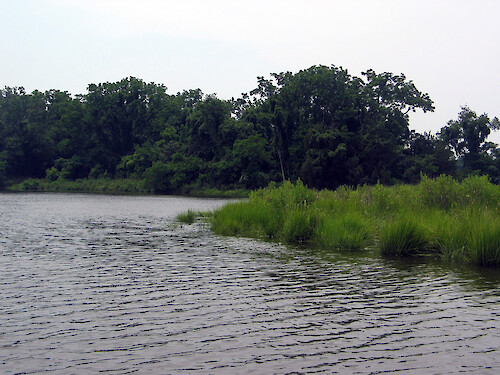 Monie Creek, twists and turns through forest and salt marsh within the National Estuarine Research Reserve
