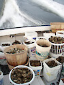transporting oysters (Crassostrea virginica) to a restoration reef in Chesapeake Bay