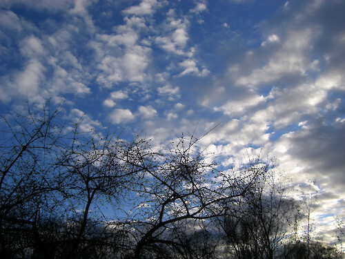Tree lined sky
