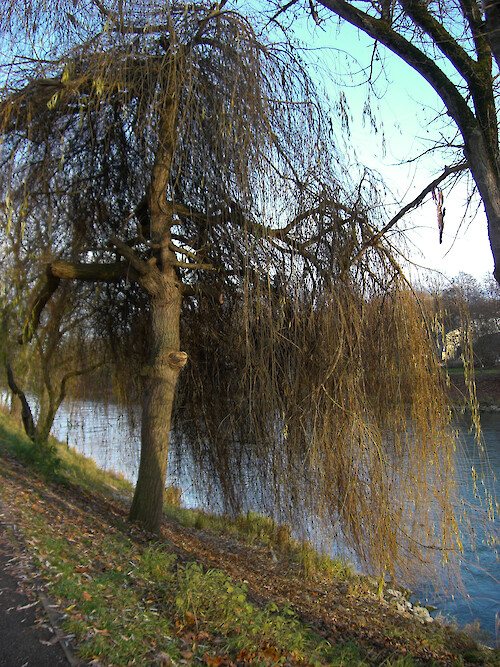 Willow tree along the bank of the River Isar in Landshut, Bavaria, Germany