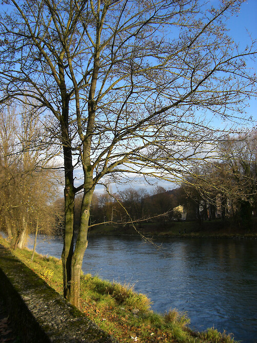 Trees line the banks of the River Isar in Landshut, Bavaria, Germany