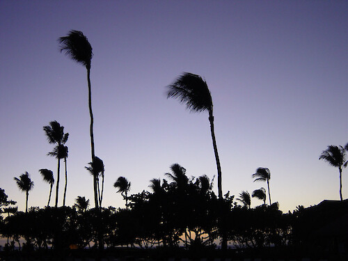 Palm trees sway in the breeze at sunset on Maui