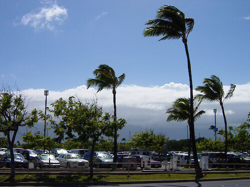 Palm trees line the parking lot at the Maui airport