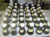 Sediment slurries in 125 mL Erlenmeyer flasks capped with rubber stoppers to prevent gas exchange for indirect measurements of denitrification using acetylene inhibition techniques
