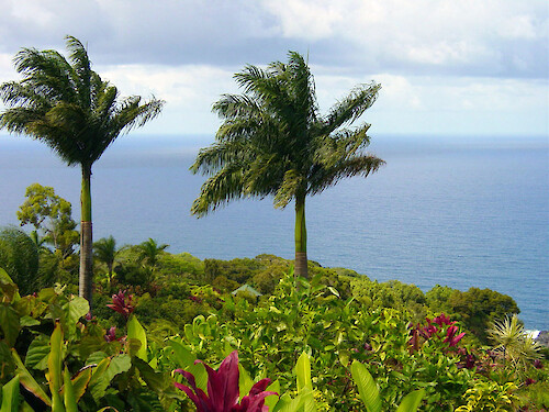 These palms overlook a magnificent viewpoint from the Garden of Eden, in Maui, Hawaii 