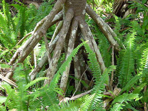 Interesting ferns and tree root structures