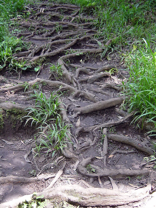 This hiking trail is lined with tree roots 