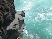 Cliff dwelling birds along the lava rock coast of Maui 