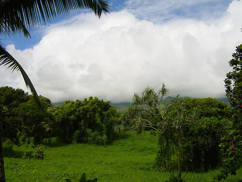 The clouds roll in above this rainforest on Maui