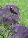 Myna birds such as these were fairly frequently found