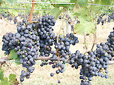 Grapes growing along a wire frame in a vineyard along Virginia's Eastern Shore