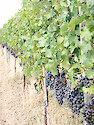 Grapevines grown along a wire frame in a vineyard in Virginia's Eastern Shore. 
