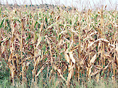 Corn and other crops withered during a 2007 drought across the Delmarva Peninsula in 2007 