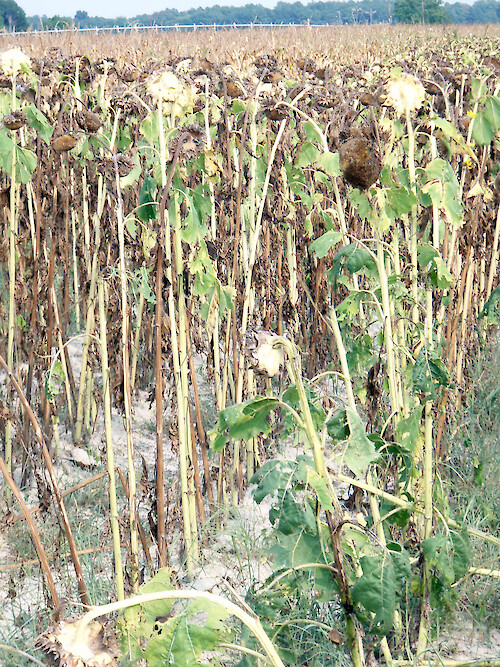 Sunflowers and other crops withered in a 2007 drought 