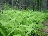 Ferns along a trail in Shenandoah National Park