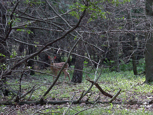 White tailed fawn foraging along a trail in Shenandaoh National Park