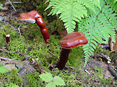 Red fungi found along the Passamaquoddy Trail in Shenandoah National Park 