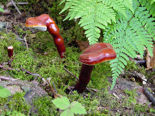 Red fungi found along the Passamaquoddy Trail in Shenandoah National Park 