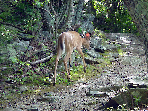 White tailed buck deer along trail in Shenandoah National Park