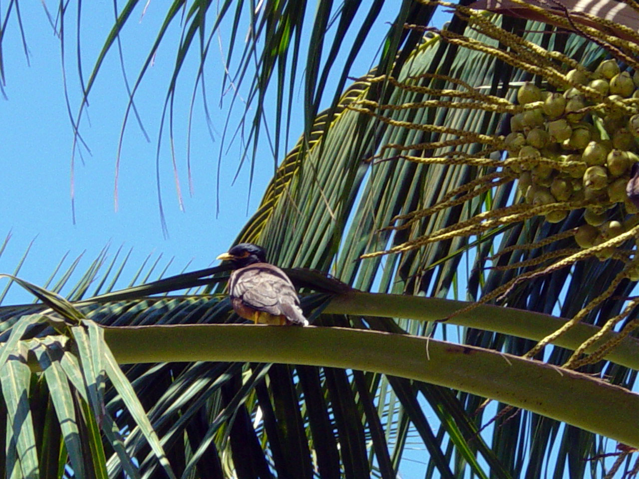 Myna bird in a palm tree Media Library Integration and Application