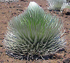 Silversword (Argyroxiphium sandwicense macrocephalum) found at the top of the volcano Haleakala in the Haleakala National Park. The delicate shallow root structures are sensitive to pressure from walking on nearby rocks. 