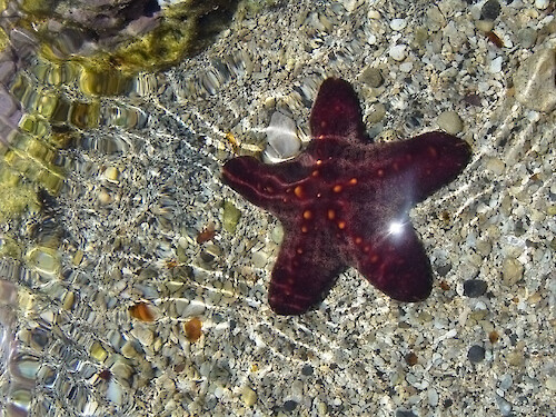 This starfish is in the collection at the Maui Ocean Center 