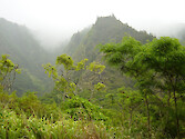 Rainforest in Haleakala National Park