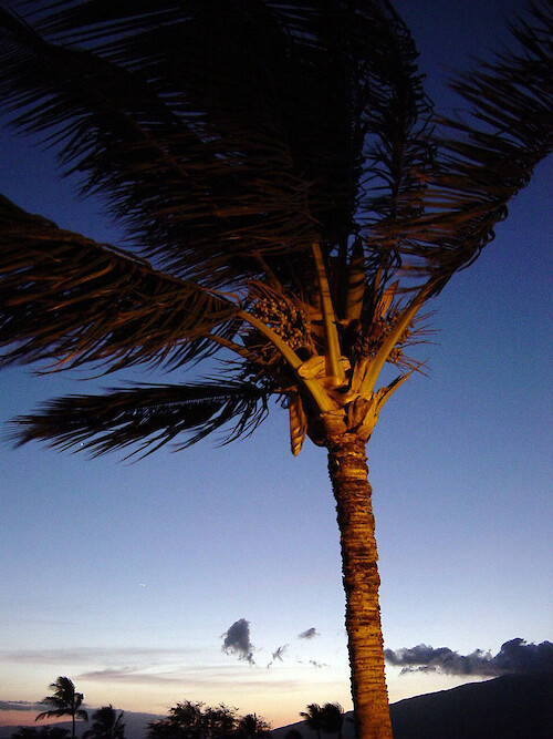 Palm tree at sunset on Maui swaying in the evening breeze