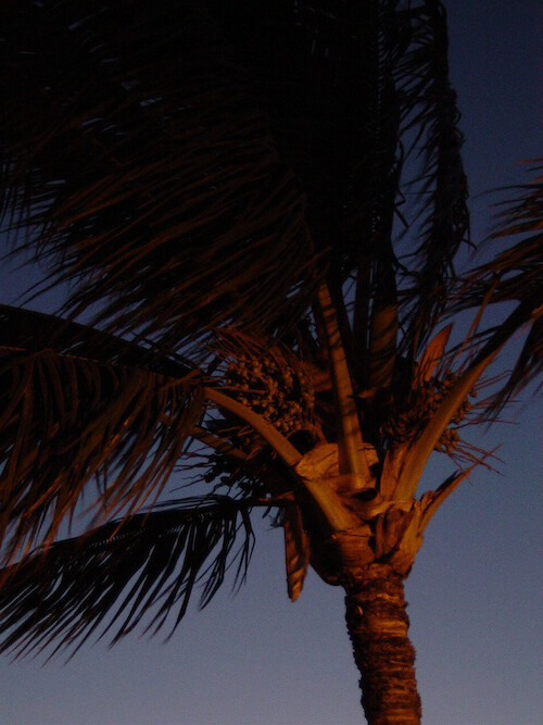 Palm tree swaying in the sunset breeze at Maui 
