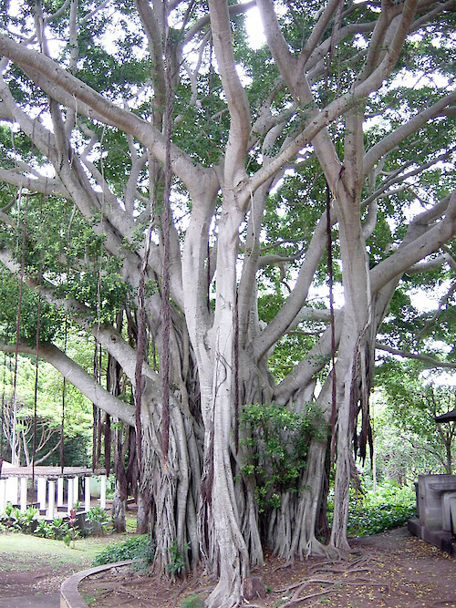 Strangler fig (Ficus spp.) and various epiphytes can be found on this tree 