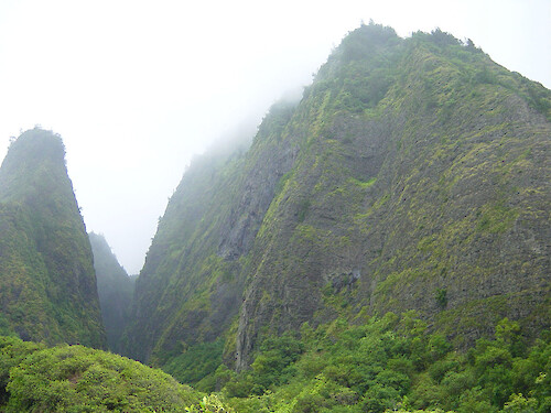 Rainforest in Maui