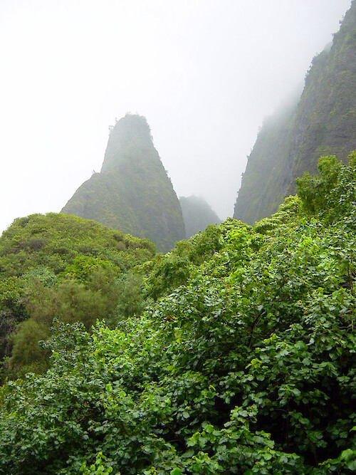 Rainforest on Maui 