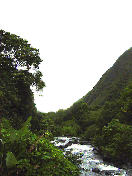 Stream running through rainforest in Maui 