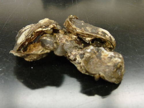 The eastern oyster (Crassostrea virginica) sets on other oyster shells, creating reef structures. These reef structures attract other organisms as well, including mussels. 