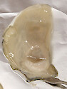 The eastern oyster Crassostrea virginica has been taken out of its shell. The forceps are pointing to the mantle. 
