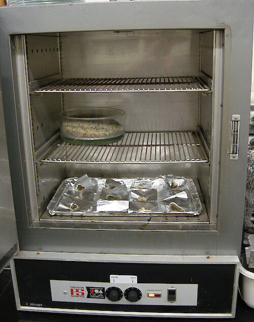 Laboratory drying oven. Oyster tissue samples are on the bottom shelf and dried at 60 degrees Celcius overnight or until thoroughly dry. Dessicant is on the middle shelf to remove any moisture.