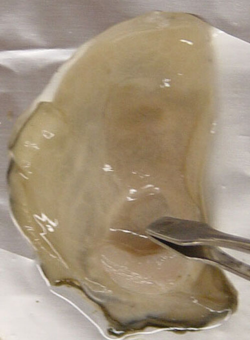 The eastern oyster, Crassostrea virginica, has been removed from its shell. The forceps point to the adductor muscle, which closes the shell. 