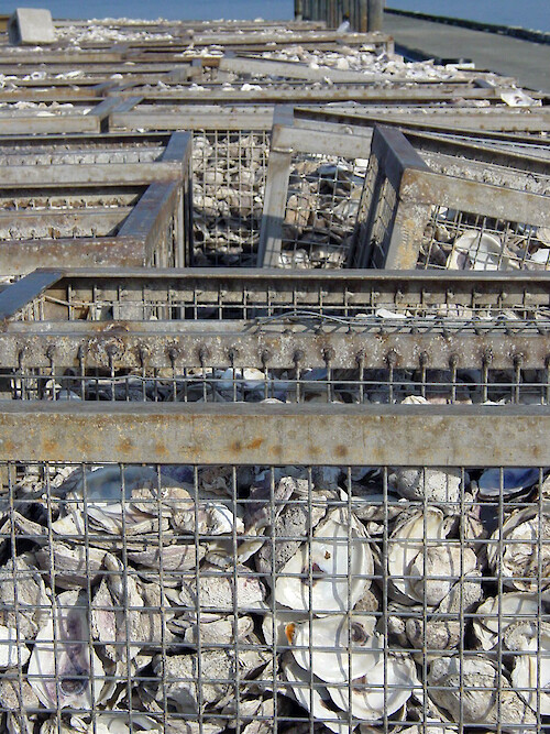 Oyster shells are cleaned and dried in preparation for larval settling as part of the Oyster Restoration Project and the Horn Point Laboratory oyster hatchery. 