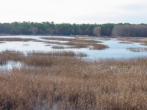 Marsh and forest at the Blackwater National Wildlife Refuge