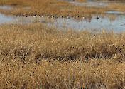 Ducks and other waterfowl frequent Blackwater National Wildlife Refuge in Dorcester County, Maryland