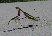 Praying mantis and an ant walking along a concrete sidewalk